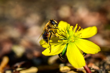 Winterling Eranthis hyemalis Biene Blüte Bestäubung Knospe Nektar Frühblüher Winter Garten...