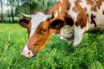Naklejka na ściany i meble Cow in the grass on