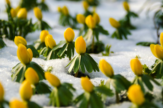 Winterlinge Eranthis hyemalis Blume Schnee K&auml;lte Frost Knospen Sprie&szlig;en Fr&uuml;hbl&uuml;her Winter Fr&uuml;hjahr Garten gelb gr&uuml;n Natur Pflanze Garten geschlossen gelb Gruppe 