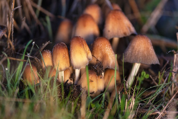 Beautiful closeup of forest mushrooms. Gathering mushrooms. Mushrooms photo, forest photo, forest background .