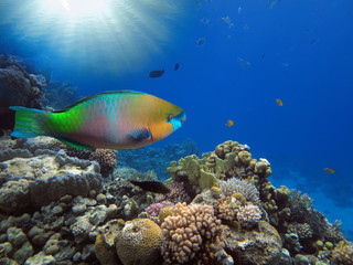 Obraz na płótnie Canvas Buttlehead parrotfish