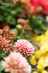 Beautiful bright pink chrysanthemum flower on the background