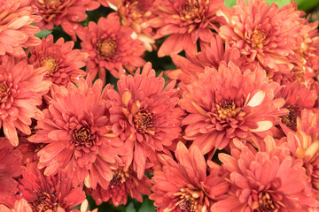 Group of beautiful red chrysanthemums