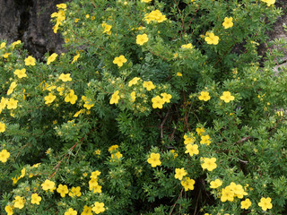 Potentilla ou Dasiphora fruticosa | Buisson ornemental aux fleurs jaunes or de potentille frutescente ou arbustive - obrazy, fototapety, plakaty