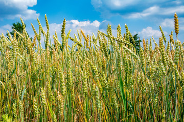 Obraz premium Ripening ears of wheat on the field.