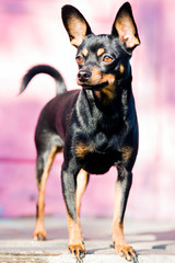 Black dog of toy terrier breed posing on a pink background