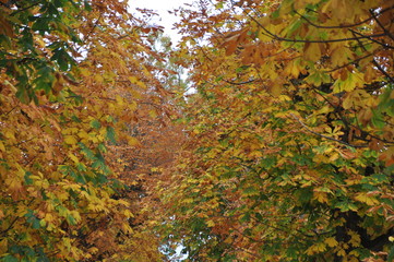 foliage in Kressbronn am Bodensee, Lake Constance, Baden-Württemberg, Germany