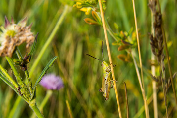 grasshopper sitting in the grass