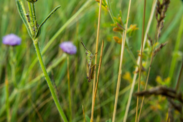 grasshopper sitting in the grass