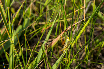 grasshopper sitting in the grass