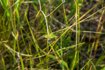 grasshopper sitting in the grass