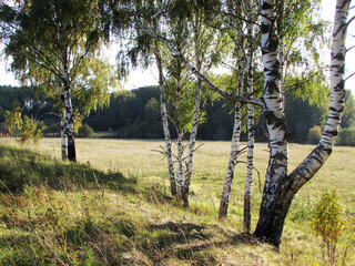Fototapeta premium Beautiful birch trees on a hillside.