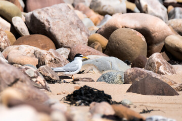 Little tern on a rocky shore