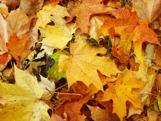 Maple yellow-green, autumn leaves.