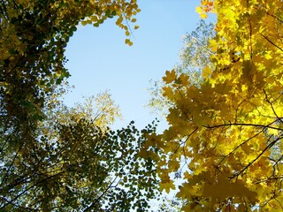 Autumn trees. Yellow-green leaves on the branches.