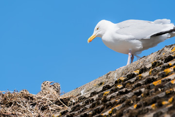 Herring gull with chicks in a nest on a rooftop