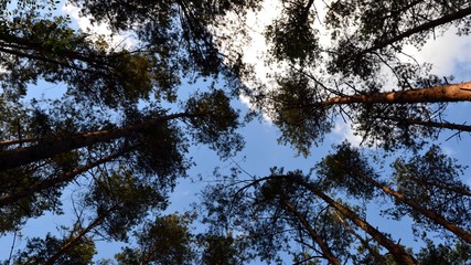 Panoramic shot, low angle view of the green pine forest with tree silhouettes and clear blue sky. Upper branches of tree with fresh green foliage. Ecology, environment, save forest concept