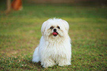 White dog on green grass. Fluffy dog unleashed in the park.