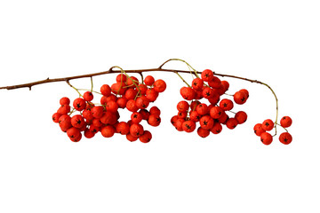 isolated branch with red berries for design - Powered by Adobe