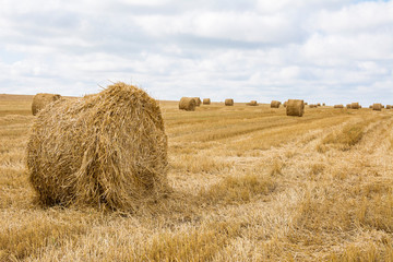 straw bales on harvested summer field