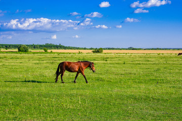 Fototapeta na wymiar Horses in a meadow. Beautiful Horse and Summer field.