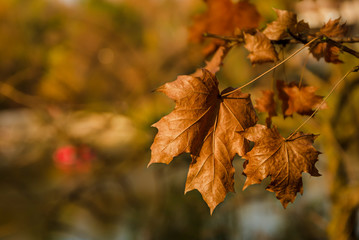 branch with autumn maple leaves close up against a lake