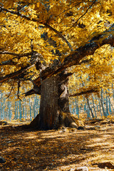 Ancient chestnut in Spain forest with warm colors