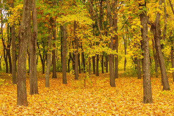 autumn in the city park yellow leaves densely covered the ground