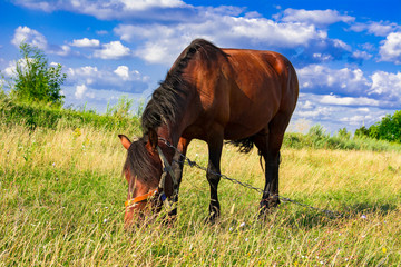 Horses in a meadow. Beautiful Horse and Summer field.