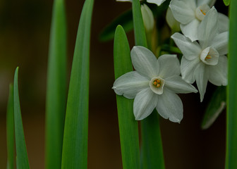 White Daffodils