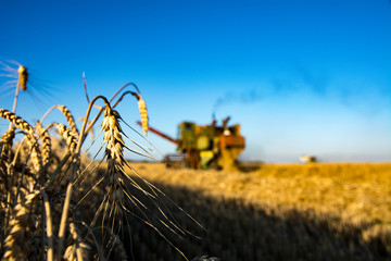 combine harvester on a wheat field