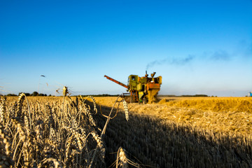combine harvester on a wheat field