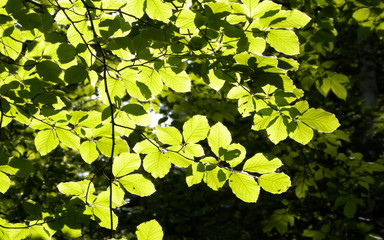 Green leaves as nature background.