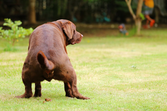 Labrador retriever defecating on grass. Dog shiting in the park.