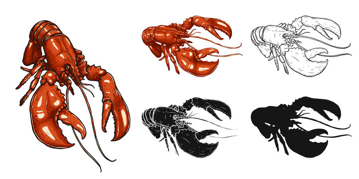 Lobster Images – Browse 171,837 Stock Photos, Vectors, and Video