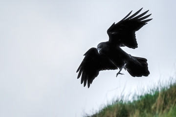 Raven flying with his wings outstretched