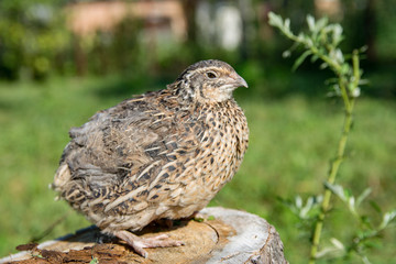 Wild Quail Bird Sitting on a Wooden Stump in Warm Sunlight. Close Up Portrait with Bokeh Background. Free-Range Farm Animal Well-Being