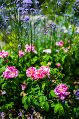 formal gardens coughton court stately home warwickshire england uk