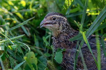 Quail living in free-range