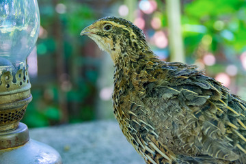 Quail living in free-range