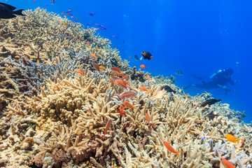 Fototapeta na wymiar Ishigaki Island Diving - Branch Coral and Amethyst anthias Flock