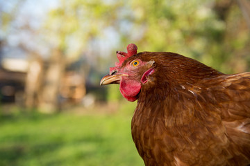 brown hen portrait on green blurred background.