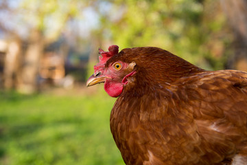 brown hen portrait on green blurred background.