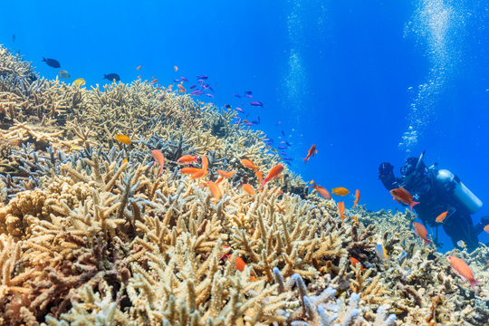 Ishigaki Island Diving - Branch Coral and Amethyst anthias Flock
