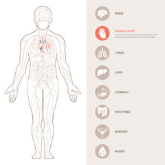 Human body anatomy infographic of the structure of human organs.