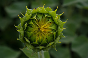 sunflower young green bud close-up