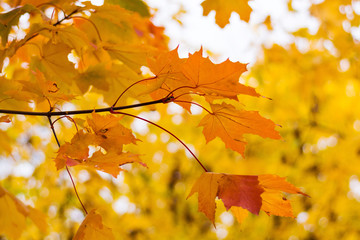 Branch with maple yellow-red leaves in autumn