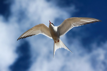 Arctic tern flying in a blue sky and clouds