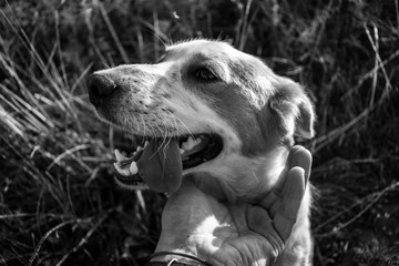 Cute dog portrait. Dog and hand of its owner.