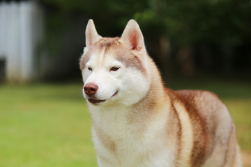 portrait of siberian husky light red and white colours. Dog smile.